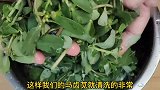 马齿苋焯水就错了，教你正确的做法，清淡美味不上火，好吃不酸