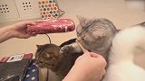 萌萌哒的小可爱猫咪们，这么呆萌的样子，好想养！