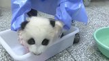 熊猫玩了一身泥巴，饲养员给它清洗时，还不忘记撒娇卖萌
