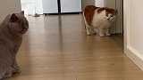猫界不好混，又得罪猫了