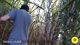 印度牛人发明榨甘蔗神器，让吃甘蔗像接自来水一样简单！