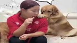 看妈妈吃螃蟹眼馋不已，不断祷告被果断拒绝，眼神太可怜了