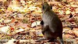 猴姐绑架了小奶猴，猴宝大声呼救，勇敢的猴妈救出了自己的孩子
