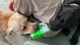 两狗子为争绿茶，在女子背后不断叫唤，女子见状忍不住大笑