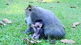 可怜的新生猴宝宝骑在妈妈背上，猴宝宝经常摔倒