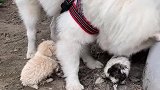萨摩耶偶遇流浪小奶狗，母爱泛滥！