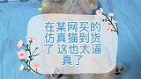 简直和真的一样金渐层英短