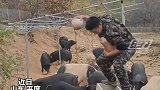 男子承包荒山摔南瓜喂猪
