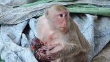 猴妈很强壮，新生儿很健康