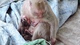 猴妈很强壮，新生儿很健康！