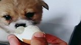 主人喂小奶狗吃鸡蛋，小奶狗感动的都流眼泪了