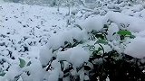 重庆最近天气太热了给你们看看大雪凉快凉快