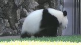 奶妈叫熊猫宝宝，熊猫宝宝屁颠屁颠的走过去，真听话，太可爱了！