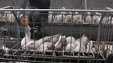 “世界顶级残忍美食”，看完鹅肝喂养过程，你还吃吗？