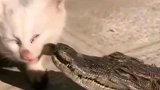 大哥，你是不是太不给我面子了啊，我可是鳄鱼