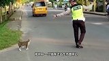 猫咪跟交警一样举起手拦住车，好让小鸭子过马路，这猫怕是成精了