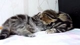 小床上玩耍的猫咪们，真是奶萌奶萌的呢，好可爱！