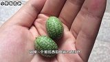 一口一个的西瓜吃过吗？这种西瓜一斤有几十个，却没有西瓜的味道