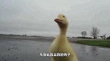 鸭妈妈带着小鸭子过马路，最后这只小鸭子亮了，大家可要憋住别笑