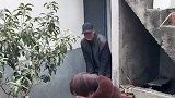 老夫妻抬花盆走位失误撞碎一个