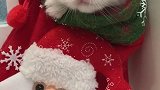 你的圣诞礼物已到达，请注意查收～ 布偶猫 吸猫 圣诞礼物 圣诞