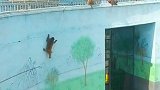这些猴子挺聪明呀，都是这样逃出去的！