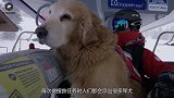 退伍军犬被确认无用后，处理方式让人心疼，看完眼眶都红了！