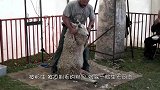 公羊被强行剃毛，拦住主人的去路把我的羊毛还我，我就放你一马