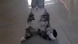 猫咪坐姿霸气侧漏，猫咪给你个眼神自己体会