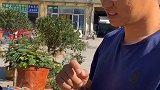 以前从来没想过能有一个小院，还能在院子里赏菊花。老房改造 田园生活 我的家乡在山东