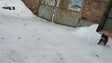 这只狸花猫刚从武当山下来，大家看看学的怎样