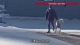 巨型贵宾犬在家门口被陌生男子强行拽走，主人：价值万元，已报警