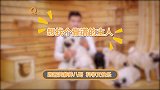 希望这只巴哥能够找到靠谱的新主人