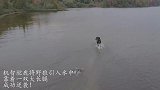 机智驼鹿将野狼引入水中，靠着一双大长腿，成功逆袭！