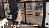 野生浣熊潜入民居偷吃，居然是为了撸猫！喵星人的反应太亮了