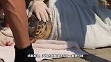好可怜的大海龟，误食了绳子，一直卡在胃里取不出来！