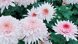 娴静优雅妩媚多情的菊花