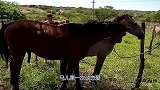 马儿第一次谈恋爱，经主人介绍一次成功，动物间的爱情真纯粹
