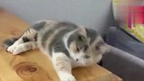 猫这懒腰伸得，吓得铲屎官都快打120了！真逗