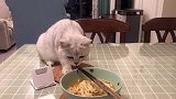 猫：妈妈我想吃面条，快给喂点！
