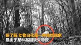 罕见！神农架拍到白化小麂影像 国内第三次拍到白化动物