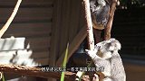 狗子出门散步，背着一只考拉宝宝回家，怎么都甩不掉，太搞笑了