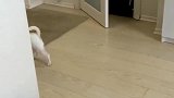 狗子奇了怪，主人跑哪里去了！