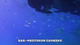 电鳗偷袭鲨鱼，本以为是一场恶战，想不到这么快就完事了！