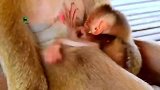 猴子宝宝很内疚，它连抱猴妈妈都是奢望