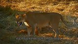 可怜的小猴惨遭母猴残忍暴打，最后奄奄一息，镜头记录心酸画面