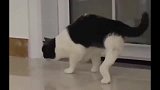 猫咪得了小儿麻痹症怎么办，四条腿各走各的