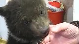 黑熊还未断奶，整日抱着主人的指头吸吮，黑熊谁还不是个宝宝呢