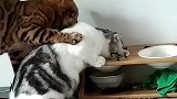 猫：你慢慢吃，我给你捶捶背！
