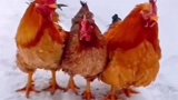 母鸡试探公鸡，两只公鸡的举动感动了母鸡，肯定是生活中的暖男！